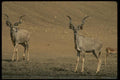 077012 Greater Kudu Adult Bull A4 Photo Print