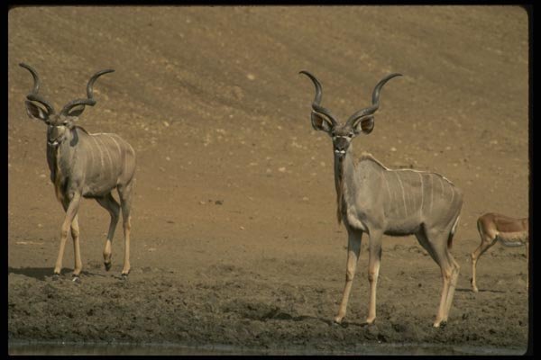 077012 Greater Kudu Adult Bull A4 Photo Print