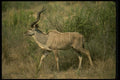 077013 Greater Kudu Adult Bull A4 Photo Print