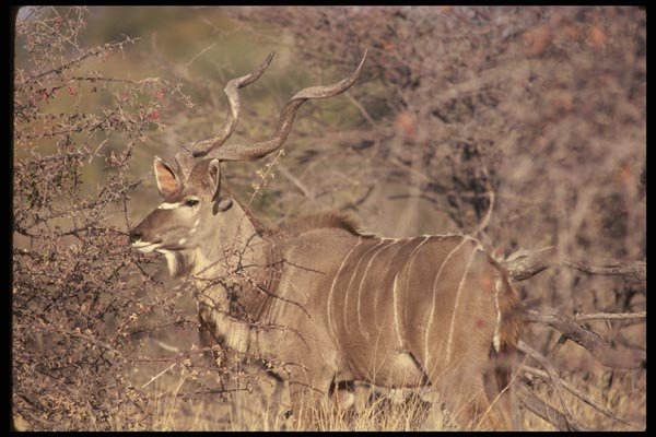 077014 Greater Kudu A4 Photo Print