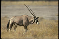 077015 Gemsbok A4 Photo Print