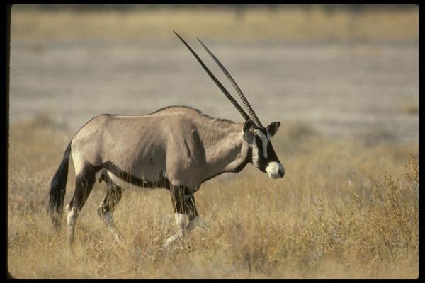 077015 Gemsbok A4 Photo Print