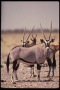 077016 Gemsbok A4 Photo Print