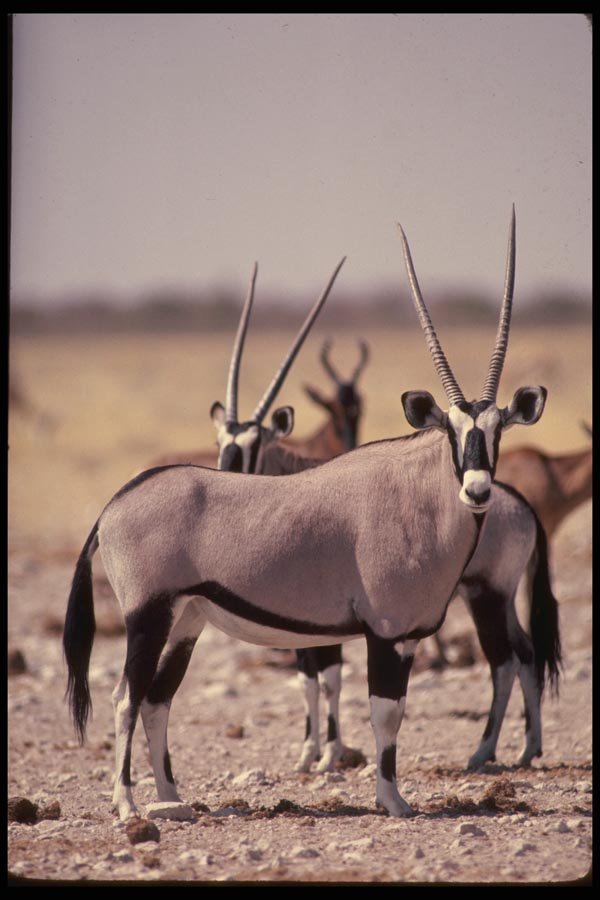 077016 Gemsbok A4 Photo Print
