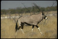 077017 Gemsbok A4 Photo Print