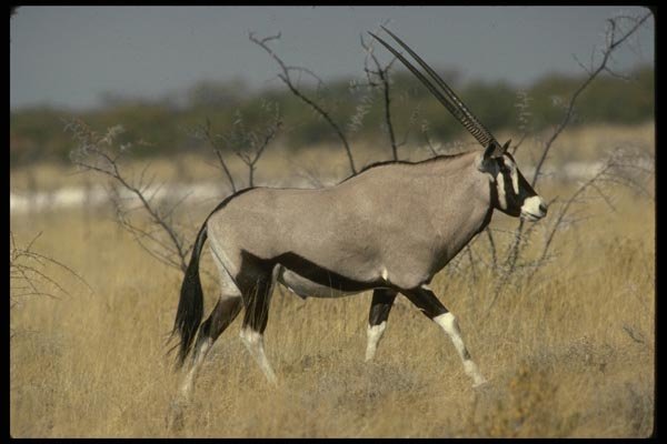 077017 Gemsbok A4 Photo Print