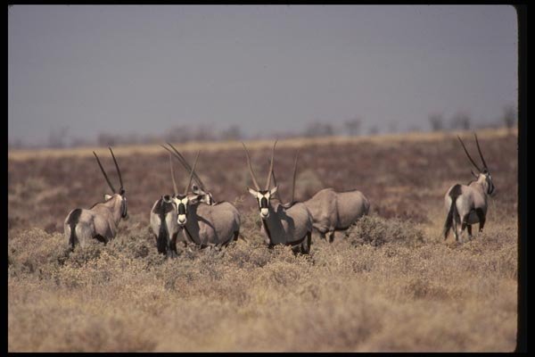 077018 Gemsbok A4 Photo Print