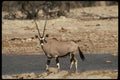 077019 Gemsbok A4 Photo Print