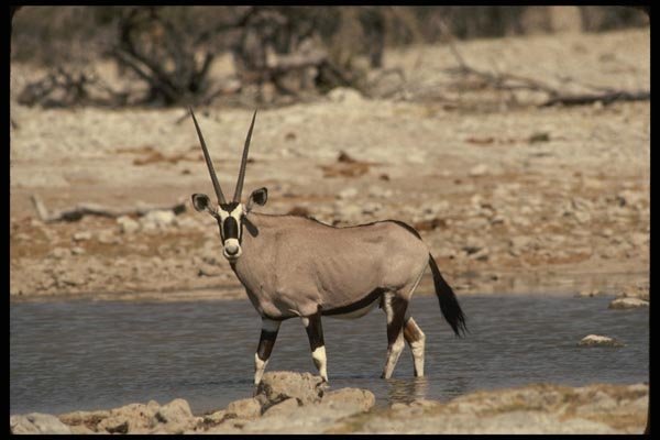 077019 Gemsbok A4 Photo Print