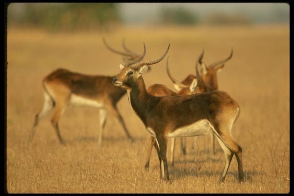077020 Black Lechwe A4 Photo Print