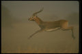 077021 Black Lechwe A4 Photo Print