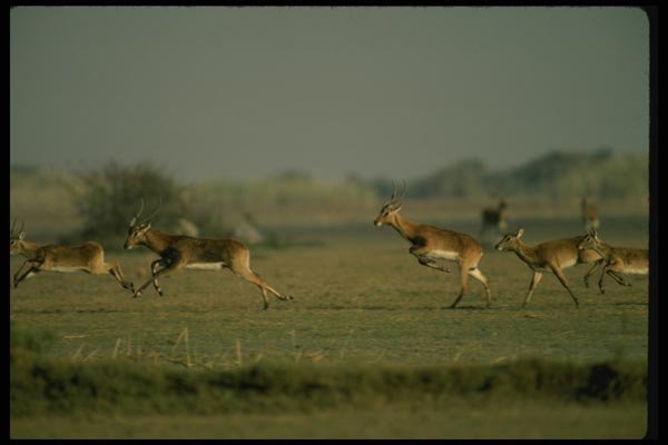 077022 Black Lechwe Running A4 Photo Print