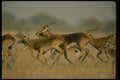 077023 Black Lechwe Running Herd A4 Photo Print