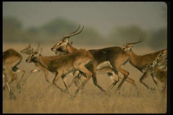 077023 Black Lechwe Running Herd A4 Photo Print