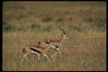077024 Thomson's Gazelle A4 Photo Print