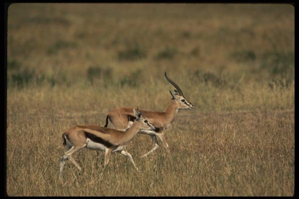 077024 Thomson's Gazelle A4 Photo Print