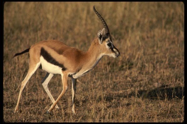 077025 Thomson's Gazelle Running A4 Photo Print