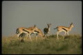 077026 Thomson's Gazelle A4 Photo Print