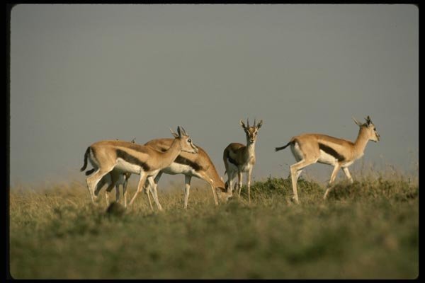 077026 Thomson's Gazelle A4 Photo Print