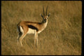 077027 Thomson's Gazelle A4 Photo Print