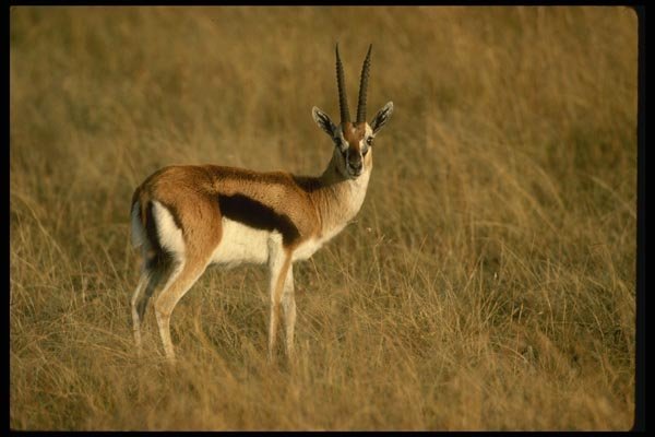 077027 Thomson's Gazelle A4 Photo Print
