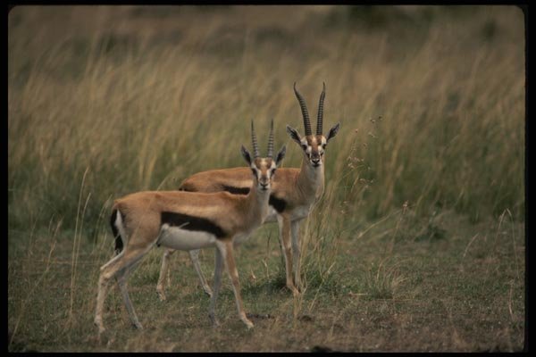 077028 Thomson's Gazelle A4 Photo Print