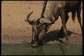 077029 Blue Wildebeest A4 Photo Print