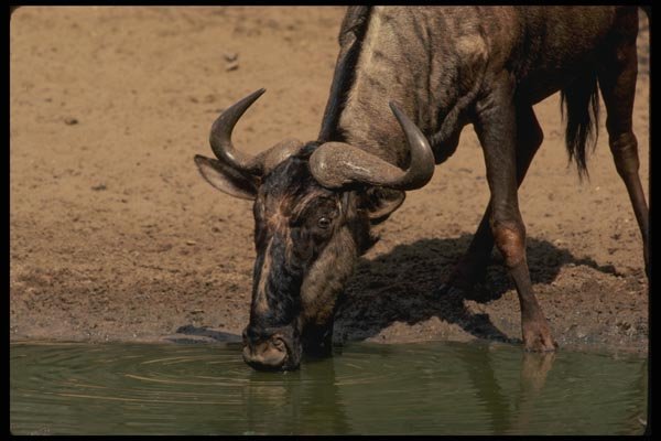 077029 Blue Wildebeest A4 Photo Print