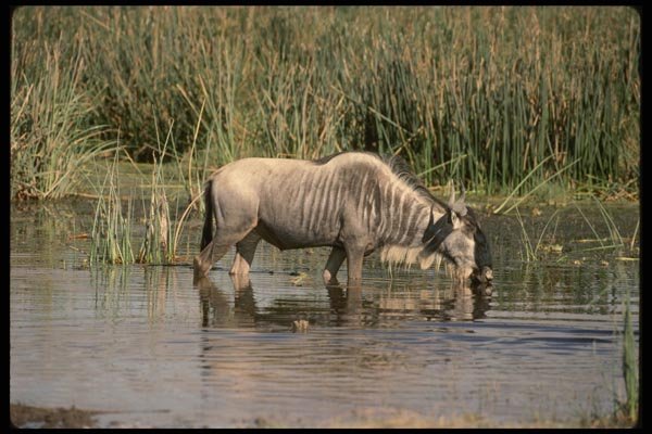 077030 Wildebeest Drinking A4 Photo Print