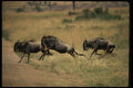 077031 Wildebeest Running A4 Photo Print