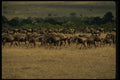 077032 Wildebeest Serengeti (Migration) A4 Photo Print