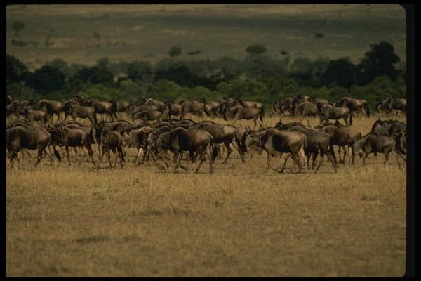 077032 Wildebeest Serengeti (Migration) A4 Photo Print