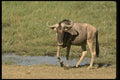 077033 Wildebeest Near Swamp A4 Photo Print