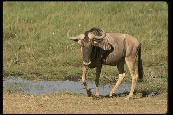 077033 Wildebeest Near Swamp A4 Photo Print