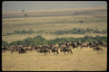 077034 Wildebeest Serengeti (Migration) A4 Photo Print