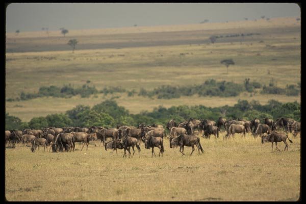 077034 Wildebeest Serengeti (Migration) A4 Photo Print