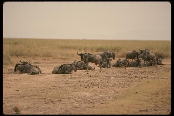 077035 Wildebeest Herd A4 Photo Print