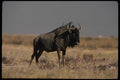 077036 Blue Wildebeest A4 Photo Print