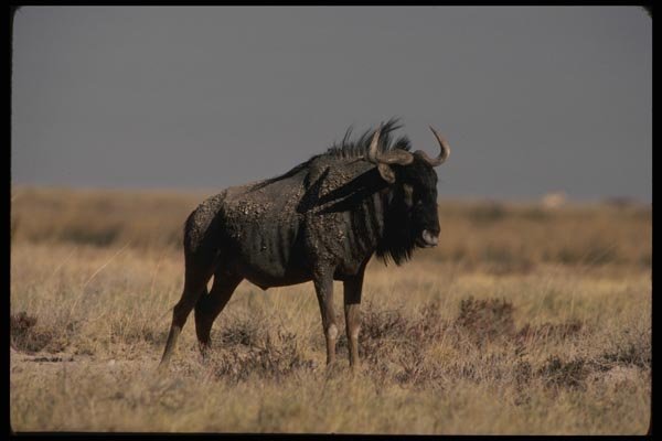 077036 Blue Wildebeest A4 Photo Print