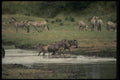 077037 Wildebeest Crossing A River A4 Photo Print