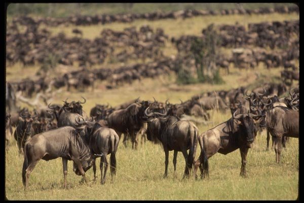 077038 Wildebeest Serengeti (Migration) A4 Photo Print