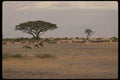 077039 Wildebeest Herd A4 Photo Print