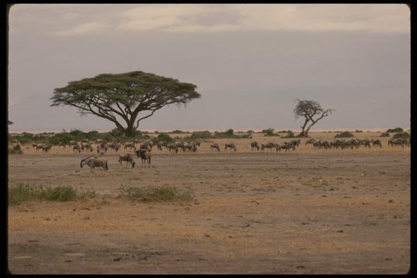 077039 Wildebeest Herd A4 Photo Print