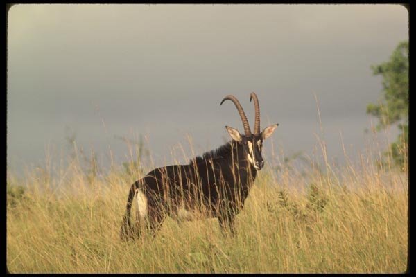 077040 Sable Antelope Bull A4 Photo Print
