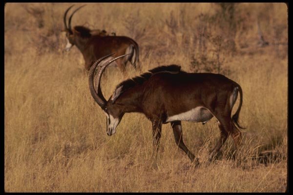 077041 Sable Antelope Bull A4 Photo Print