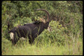 077042 Sable Antelope Bull Grazing A4 Photo Print