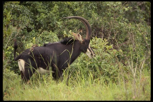 077042 Sable Antelope Bull Grazing A4 Photo Print