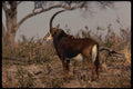 077043 Sable Antelope A4 Photo Print