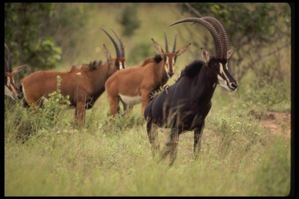 077044 Sable Antelope Herd A4 Photo Print