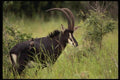077045 Sable Antelope A4 Photo Print